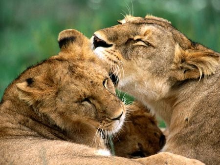 Lion Love â™¥ - animal, lions, love, lion