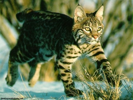 Lince - bobcat, animal, lince