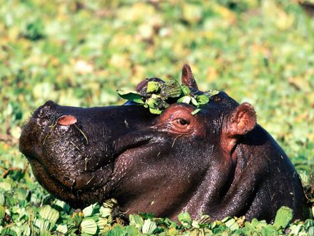 I'm beautiful - animal, hipopotamo