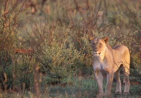 Leoa - animal, lion