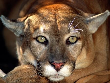 Fantastic eyes - eye, animal, cougar