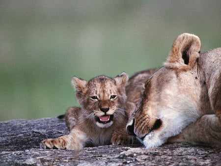 Amor de mãe ♥ - animal, leao, lion, love, leoa