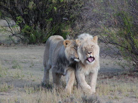 Love â™¥ - leoa, leao, love, lion