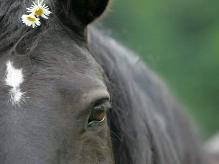 The Soul of a Horse - animal, horse