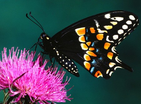 Butterfly On Flower - butterfly, colour, bug, insect, flower