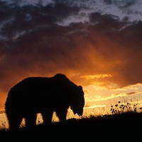 Grizzly Bear In The Sunset