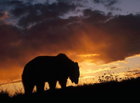 Grizzly Bear In The Sunset - silhouette, wild, bear, animal, grizzly, sunset