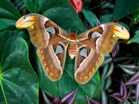 Atlas Silk Moth - silk, moth, insect, atlas, leaf, bug