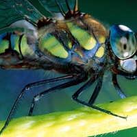 Green Darner Dragonfly