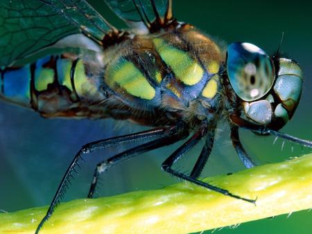 Green Darner Dragonfly - green, insect, leaf, bug, darner, dragonfly