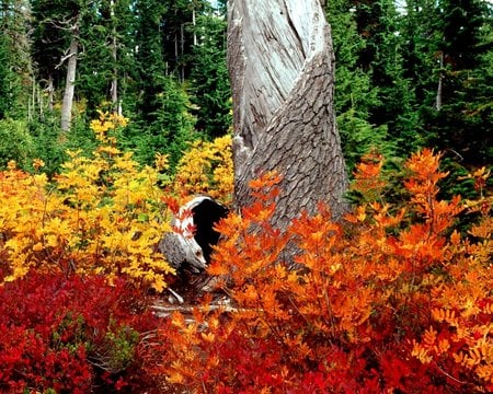 Beautiful Spring - trees, nature, beauty, spring, colors, forest, photo, life