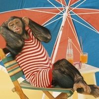 Relaxing Chimpanzee