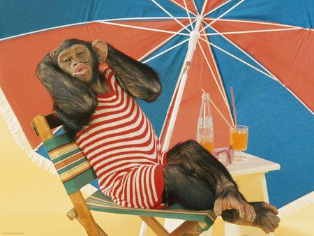 Relaxing Chimpanzee - primate, deck chair, beach, chimpanzee, chimp, umbrella, animal