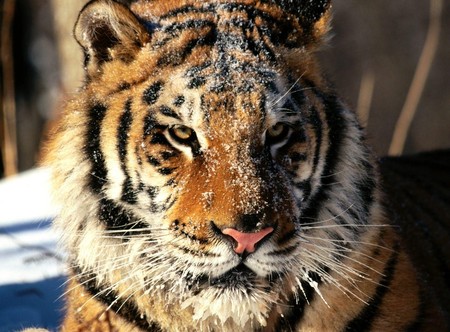 Tiger - animal, winter, feline, snow, tiger, wild, cat, stripes