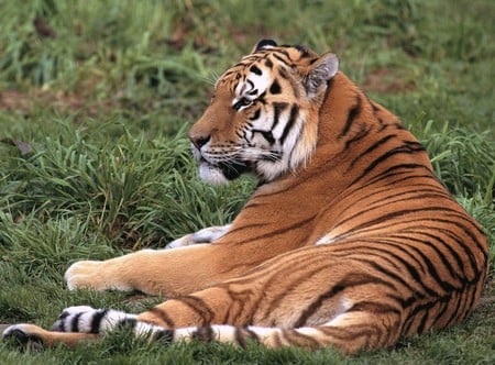 Tiger Lazing - cat, wild, stripes, orange, animal, feline, tiger