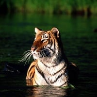 Tiger Walking In Water