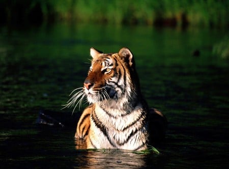 Tiger Walking In Water - animal, water, feline, orange, tiger, wild, cat, stripes