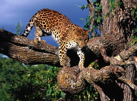 Leopard Climbing - trees, leopard, feline, climbing, wild, cat