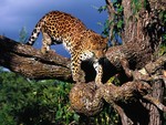 Leopard Climbing