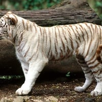 White Tiger