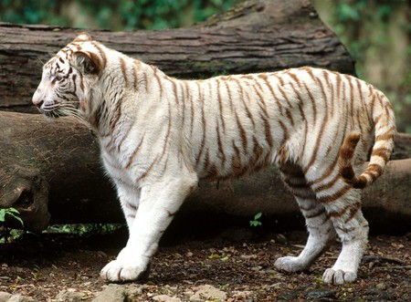 White Tiger - white, stripes, animal, tiger, cat, wild, feline