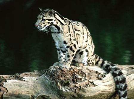 Clouded Leopard - trees, leopard, white, feline, climbing, wild, cat