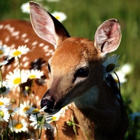 Deer Sniffing Flower