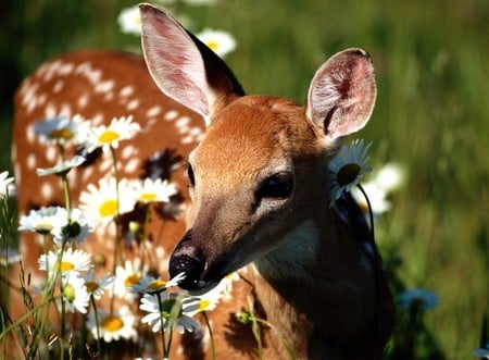 Deer Sniffing Flower