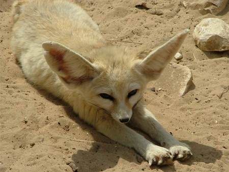 Fennecus Fox - raposa, feneco, fennecus, fox