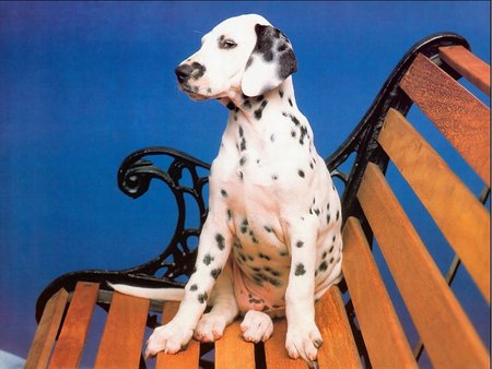 Dalmatian - cachorro, puppy, dalmatian, dog, animal