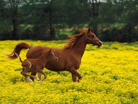 Running - cavalos, animal, nature, horses, nice, field, horse