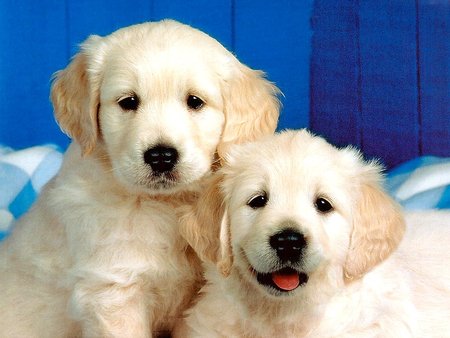 Puppies - dog, puppy, cachorro, animal