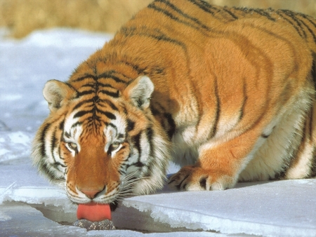 Siberian Tiger - animal, tiger, tigre, siberian