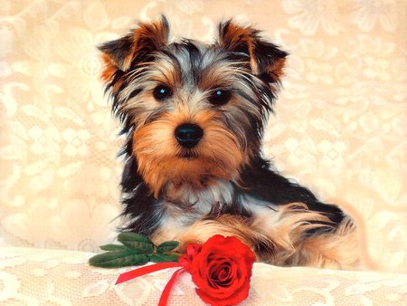 Yorkshire - puppy, popular, photography, wallpaper, abstract, dog, animal, red rose, terrier