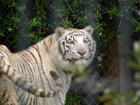 Look my eyes - animal, white tiger, tiger, tigre