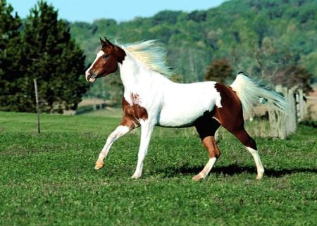 Paint Horse (: - pampa, horse, paint horse, animal, cavalo