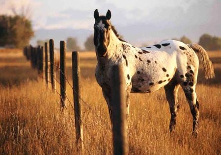 Appaloosa - animal, cavalo, horse