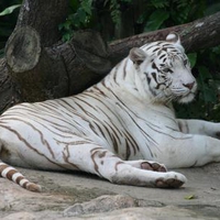 White tiger