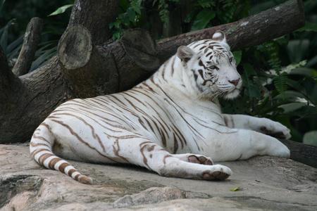 White tiger - tigre, white tiger, animal, tiger