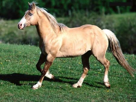 Palomino Quarter Horse - palomino, cavalo, horse