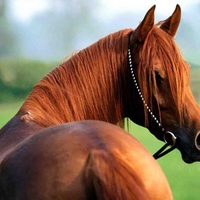 Horse â™¥