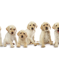 Labrador Pups