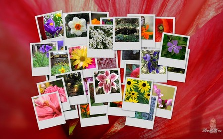 Flowers on Flower - collage, red, colorful, orange, summer, flowers, widescreen