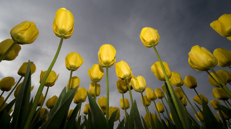 Tulips  (HDTV 1080p) - holland, tulips, yellow, hd 1080p, hdtv 1080p, flower, netherlands