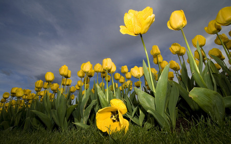 Tulips  (WDS) - netherlands, holland, yellow, wds, tulips, widescreen, flower