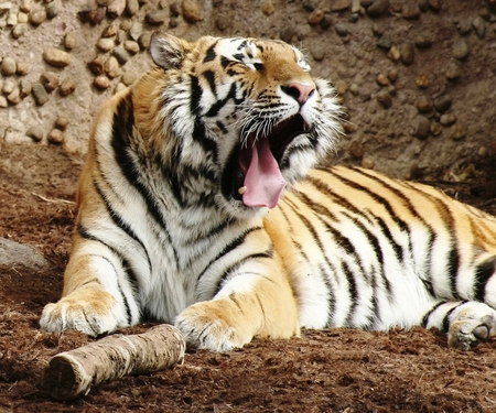 Bengal Tiger - tigre, bengal, animal, tiger