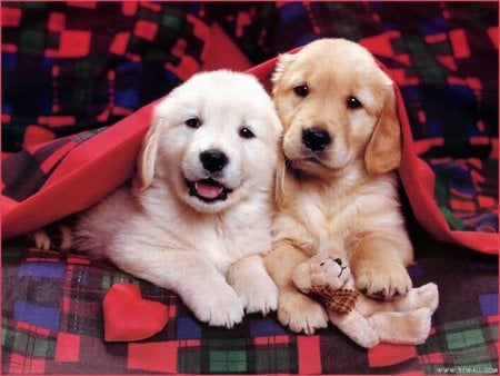 Puppies - animal, labrador, dog, puppies