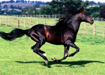 Horse Running - cavalo, animal, horse