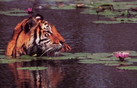 Tiger - tigre, animal, tiger, big cat