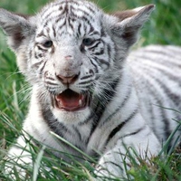 White Bengal Tiger